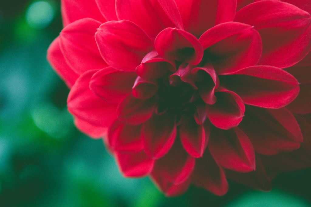 fleur