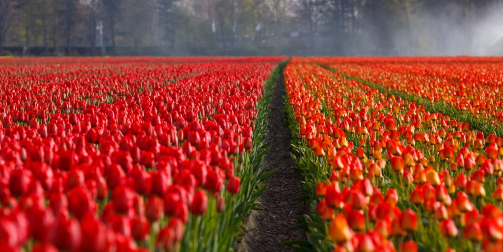 tulipes